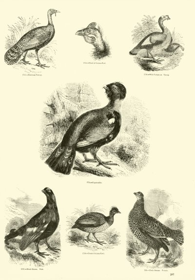 Page from The Pictorial Museum of Animated Nature by English School