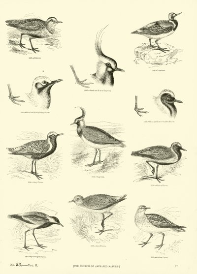 Page from The Pictorial Museum of Animated Nature by English School