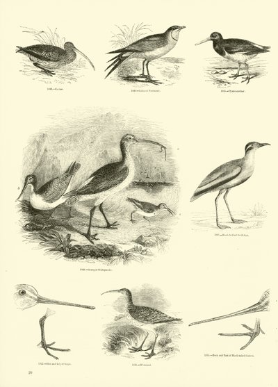 Page from The Pictorial Museum of Animated Nature by English School