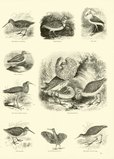 Page from The Pictorial Museum of Animated Nature by English School