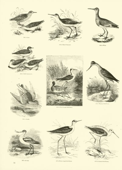 Page from The Pictorial Museum of Animated Nature by English School