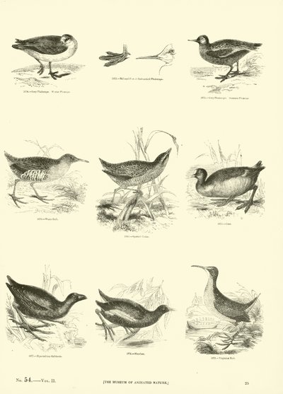 Page from The Pictorial Museum of Animated Nature by English School