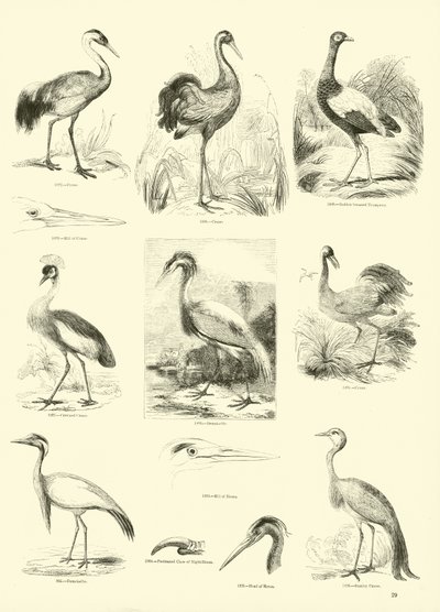 Page from The Pictorial Museum of Animated Nature by English School