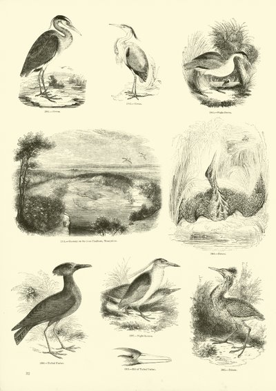 Page from The Pictorial Museum of Animated Nature by English School