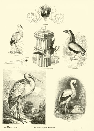 Page from The Pictorial Museum of Animated Nature by English School