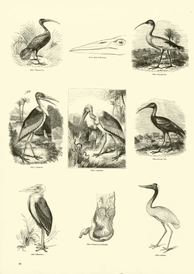 Page from The Pictorial Museum of Animated Nature by English School