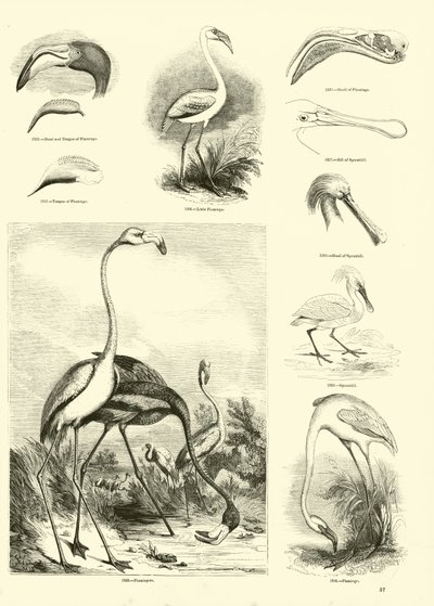 Page from The Pictorial Museum of Animated Nature by English School