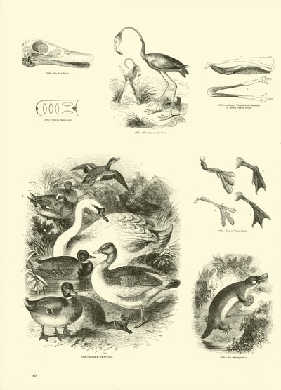 Page from The Pictorial Museum of Animated Nature by English School