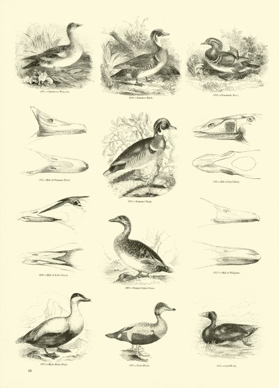 Page from The Pictorial Museum of Animated Nature by English School