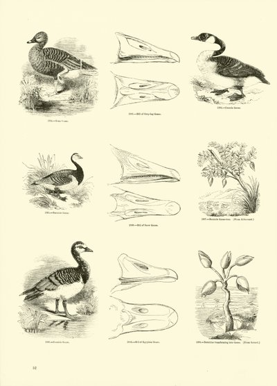 Page from The Pictorial Museum of Animated Nature by English School