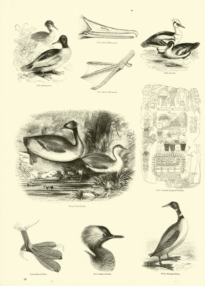 Page from The Pictorial Museum of Animated Nature by English School