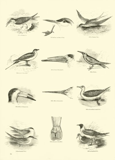 Page from The Pictorial Museum of Animated Nature by English School