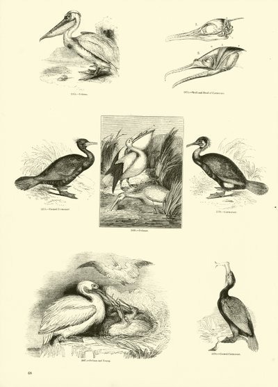 Page from The Pictorial Museum of Animated Nature by English School