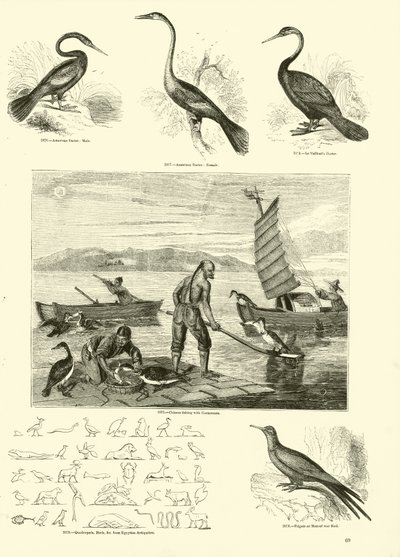 Page from The Pictorial Museum of Animated Nature by English School
