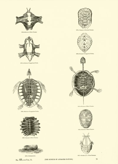Page from The Pictorial Museum of Animated Nature by English School