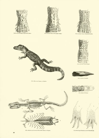 Page from The Pictorial Museum of Animated Nature by English School