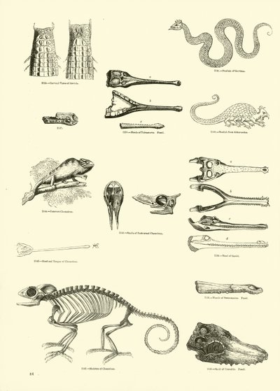 Page from The Pictorial Museum of Animated Nature by English School
