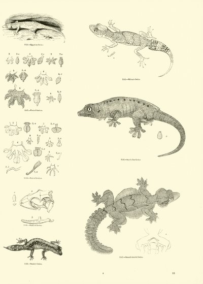 Page from The Pictorial Museum of Animated Nature by English School