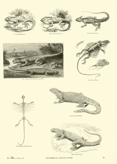 Page from The Pictorial Museum of Animated Nature by English School