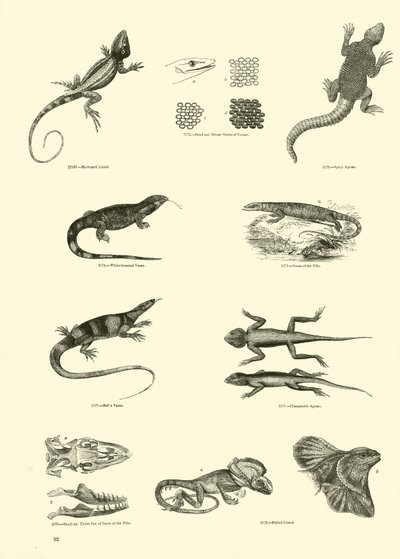 Page from The Pictorial Museum of Animated Nature by English School