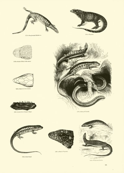 Page from The Pictorial Museum of Animated Nature by English School