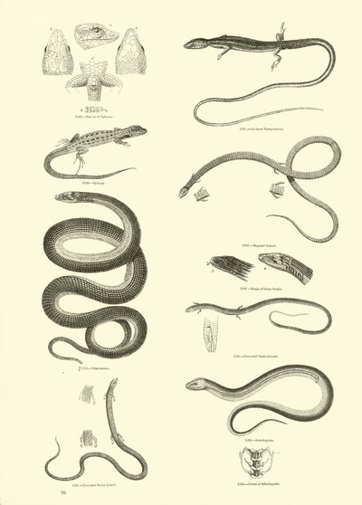 Page from The Pictorial Museum of Animated Nature by English School