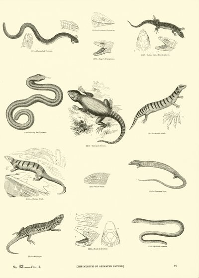 Page from The Pictorial Museum of Animated Nature by English School