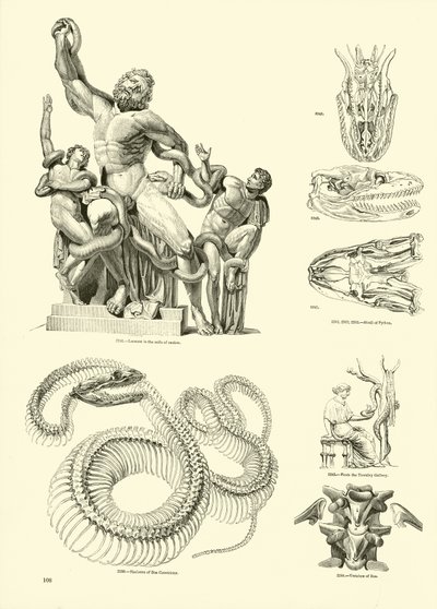 Page from The Pictorial Museum of Animated Nature by English School