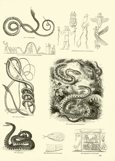 Page from The Pictorial Museum of Animated Nature by English School