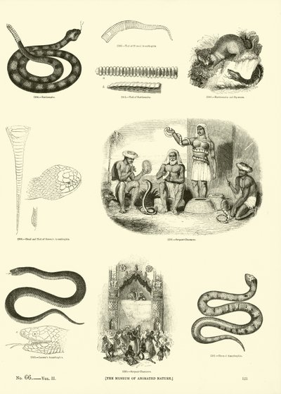 Page from The Pictorial Museum of Animated Nature by English School