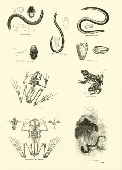 Page from The Pictorial Museum of Animated Nature by English School
