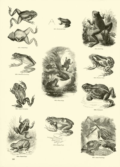 Page from The Pictorial Museum of Animated Nature by English School