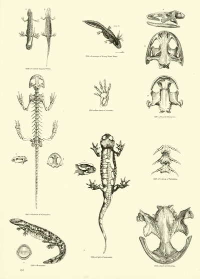 Page from The Pictorial Museum of Animated Nature by English School