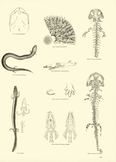 Page from The Pictorial Museum of Animated Nature by English School