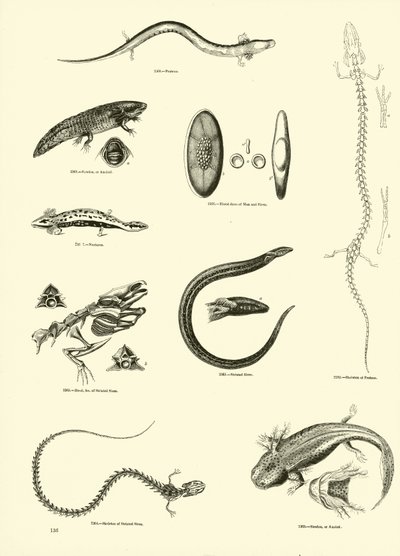 Page from The Pictorial Museum of Animated Nature by English School