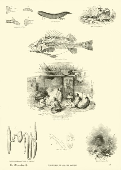 Page from The Pictorial Museum of Animated Nature by English School