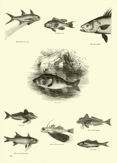 Page from The Pictorial Museum of Animated Nature by English School