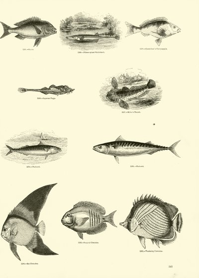 Page from The Pictorial Museum of Animated Nature by English School