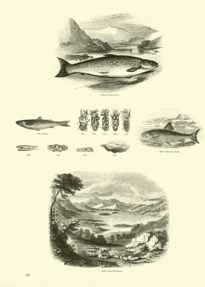Page from The Pictorial Museum of Animated Nature by English School