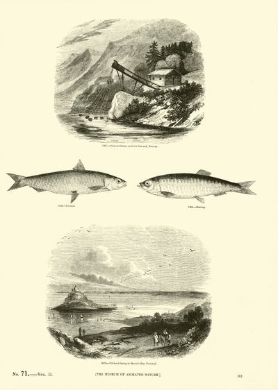 Page from The Pictorial Museum of Animated Nature by English School
