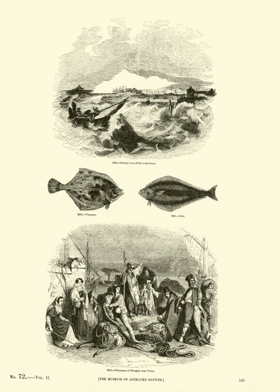 Page from The Pictorial Museum of Animated Nature by English School