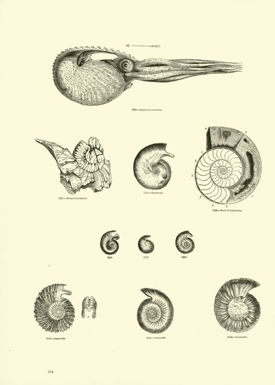 Page from The Pictorial Museum of Animated Nature by English School