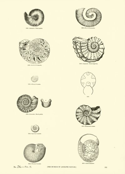 Page from The Pictorial Museum of Animated Nature by English School