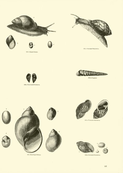 Page from The Pictorial Museum of Animated Nature by English School