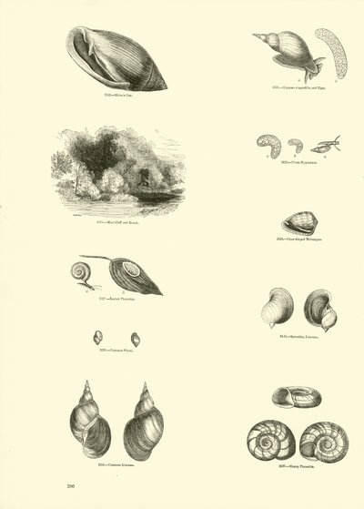 Page from The Pictorial Museum of Animated Nature by English School