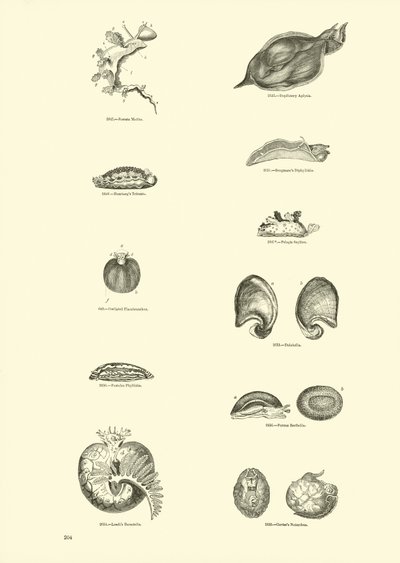Page from The Pictorial Museum of Animated Nature by English School