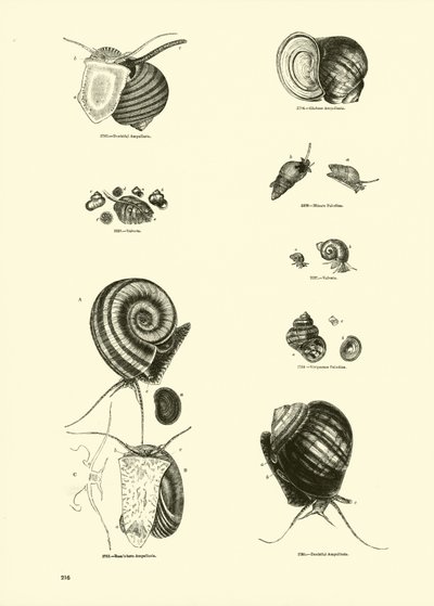Page from The Pictorial Museum of Animated Nature by English School