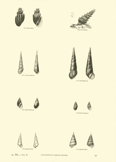 Page from The Pictorial Museum of Animated Nature by English School