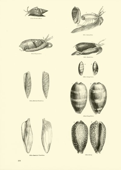 Page from The Pictorial Museum of Animated Nature by English School