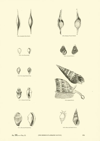 Page from The Pictorial Museum of Animated Nature by English School